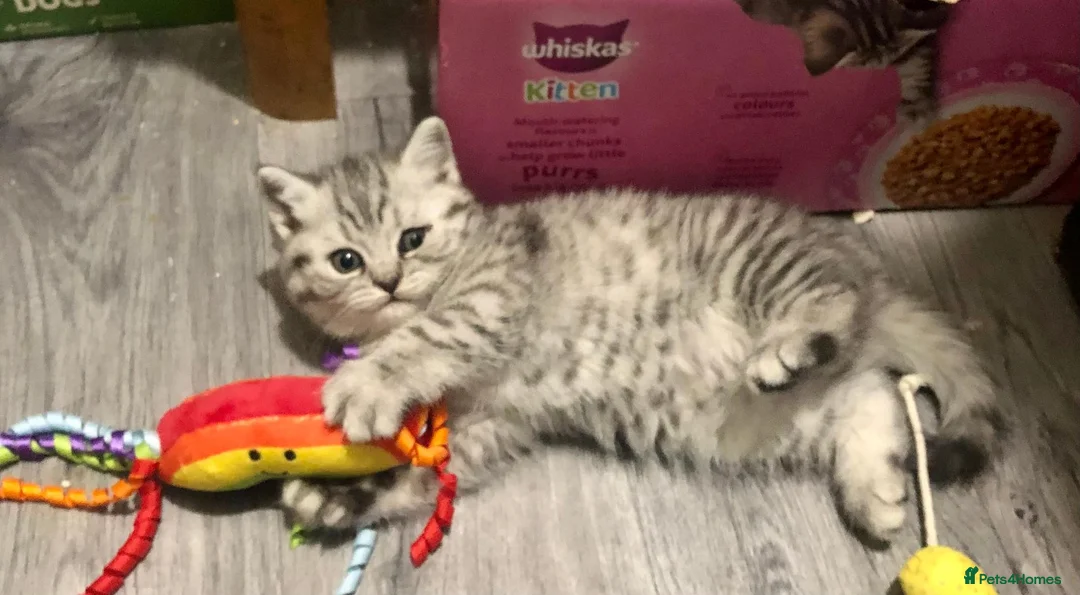 British Shorthair cats for sale: British Shorthair Kittens Full GCCF Registration  - Advert 1