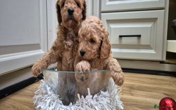 Cockapoo dogs for sale: Gorgeous fluffy Coockapoo puppies - Image 9