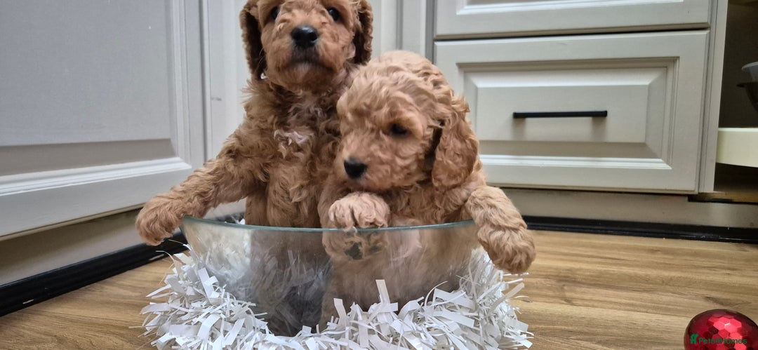 Cockapoo dogs for sale: Gorgeous fluffy Coockapoo puppies - Image 9
