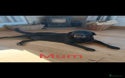 Labrador Retriever dogs for sale: Labrador puppy - Advert 2