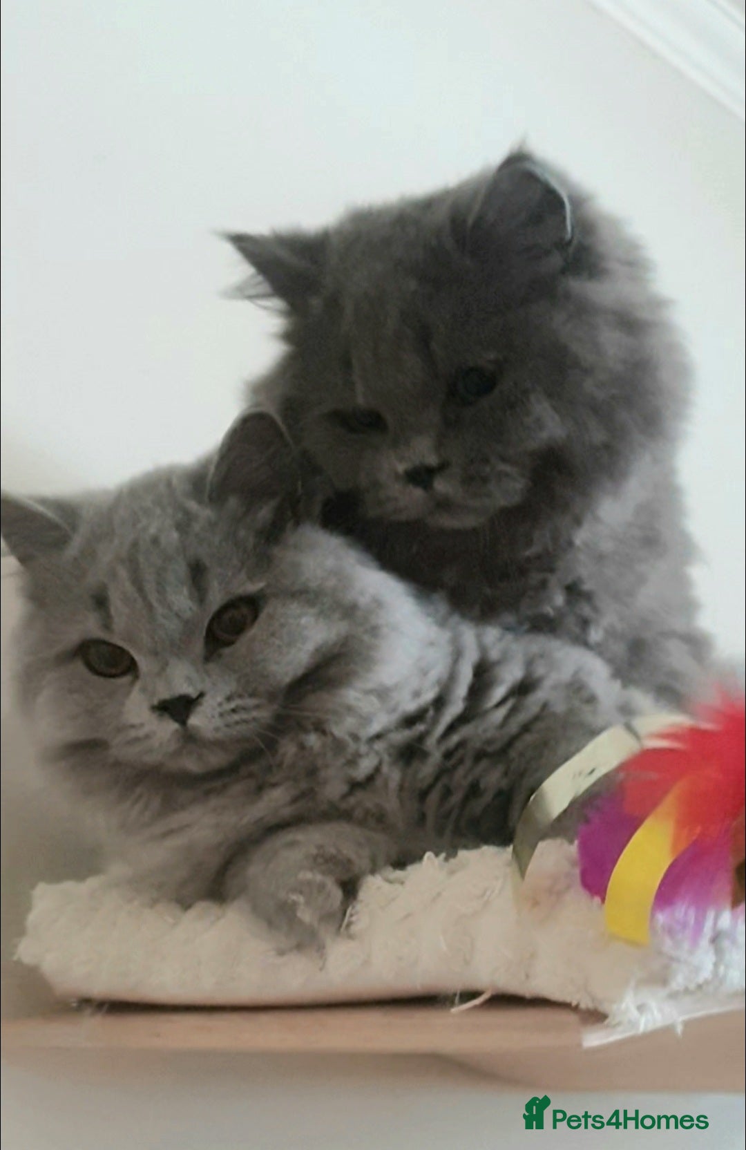 British Longhair cats for sale: Impressive Pedigree BLH Boys - Image 2