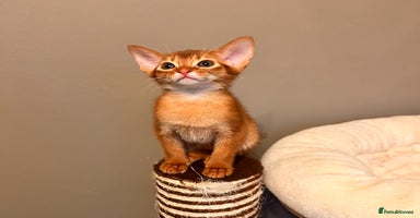 Abyssinian cats - Advert 4
