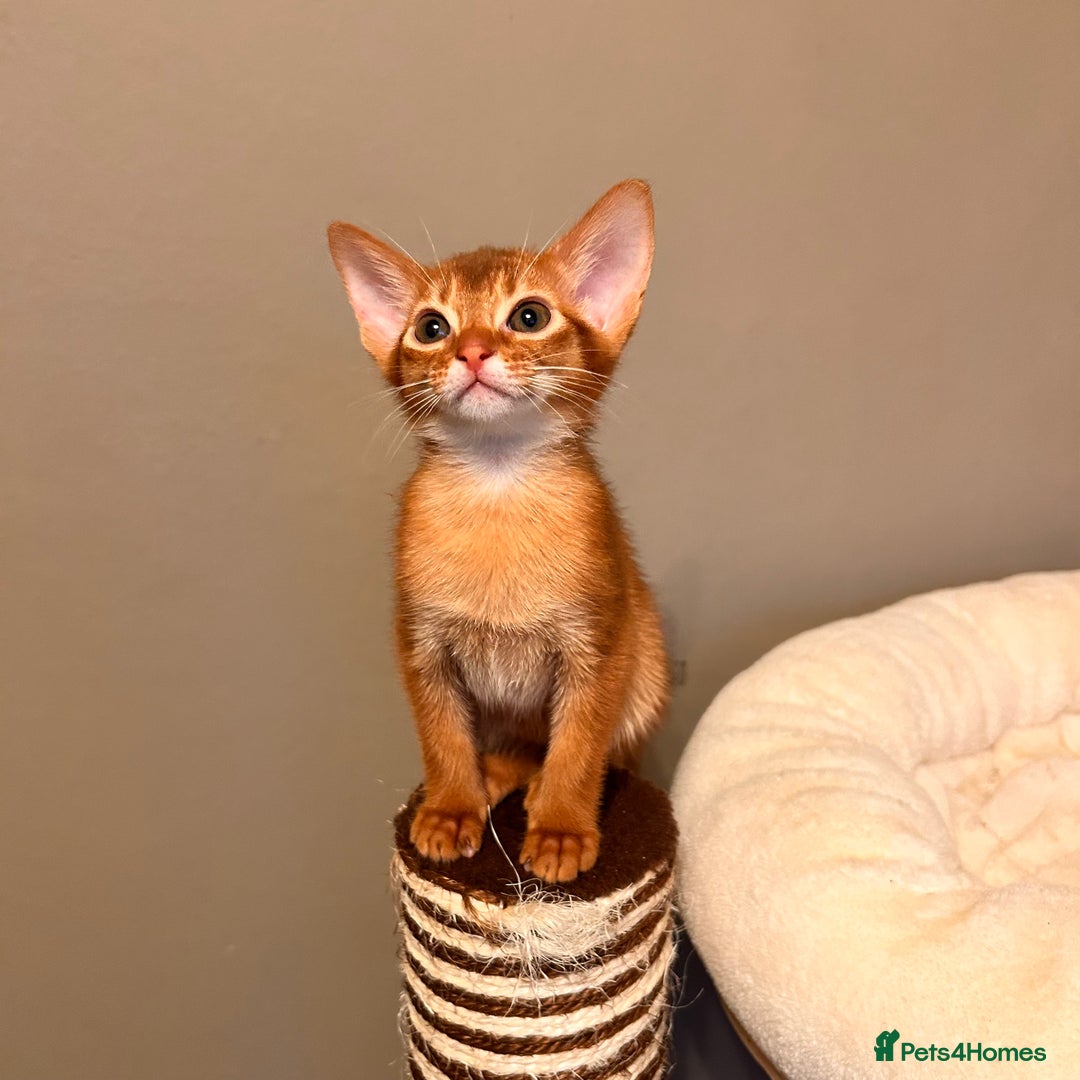 Abyssinian cats for sale: TICA champion line Abyssinian kittens  - Image 3