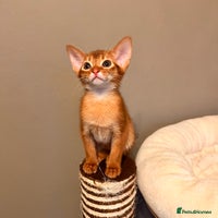 Abyssinian cats - Advert 6