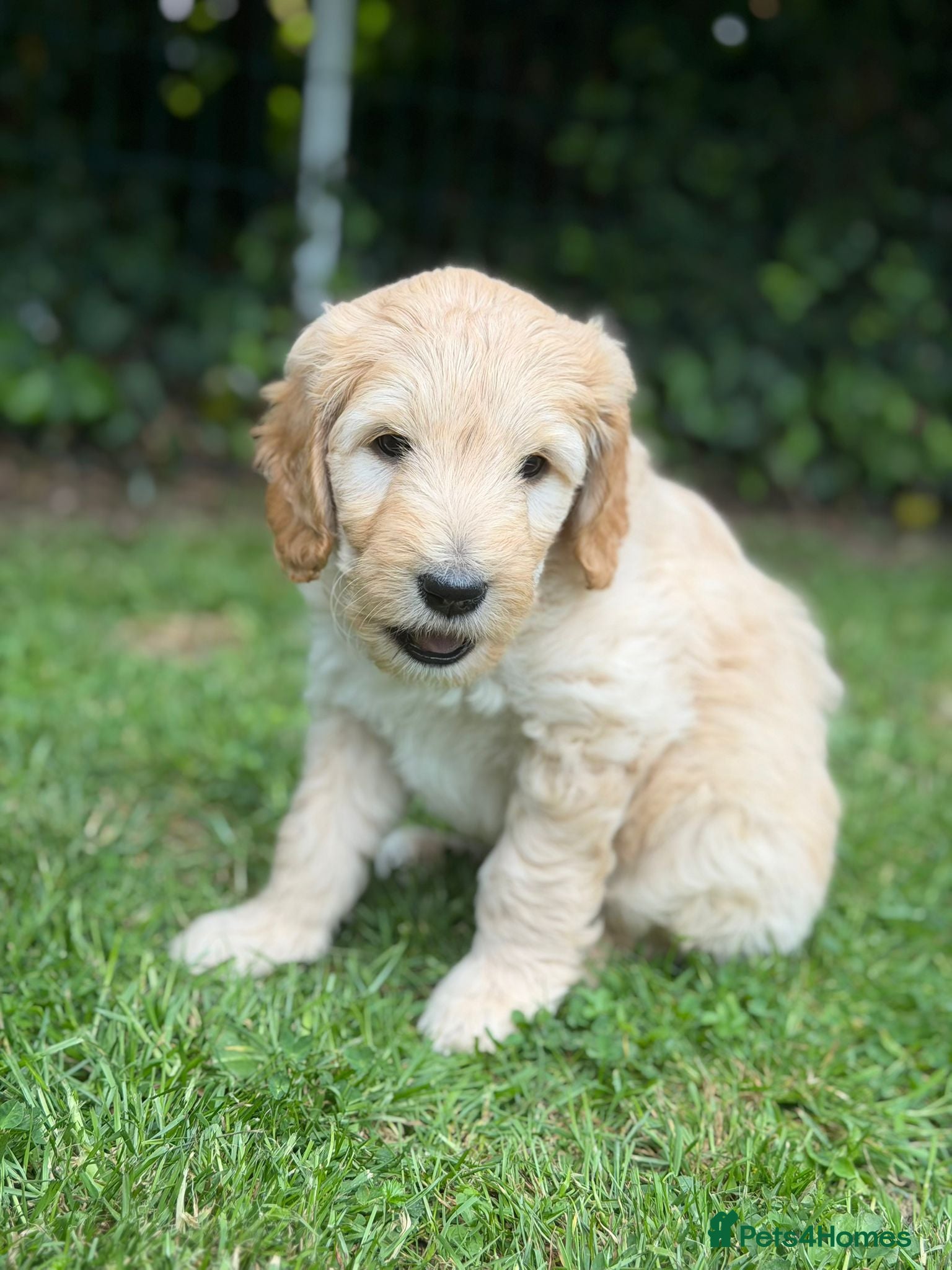 Mixed Breed dogs for sale: Adorable Australian fleece/wool Labradoodles - Advert 33