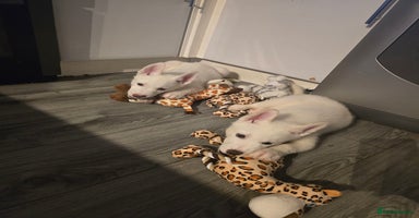 Siberian Husky dogs - Advert 6