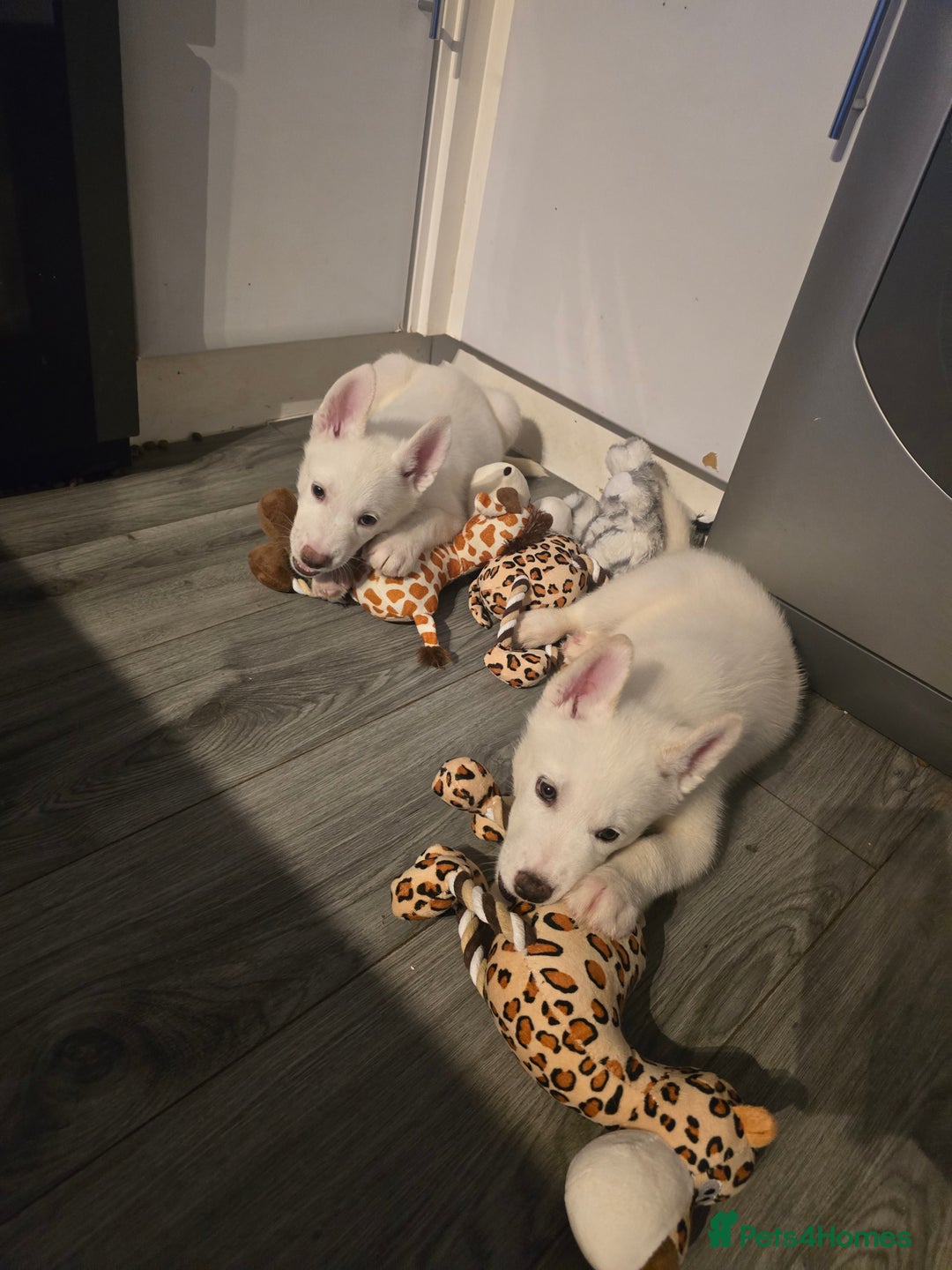 Siberian Husky dogs for sale: 2 White Siberian Huskys - Image 3