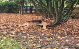 German Shepherd dogs for sale: German Shepherd puppy for sale - Image 23