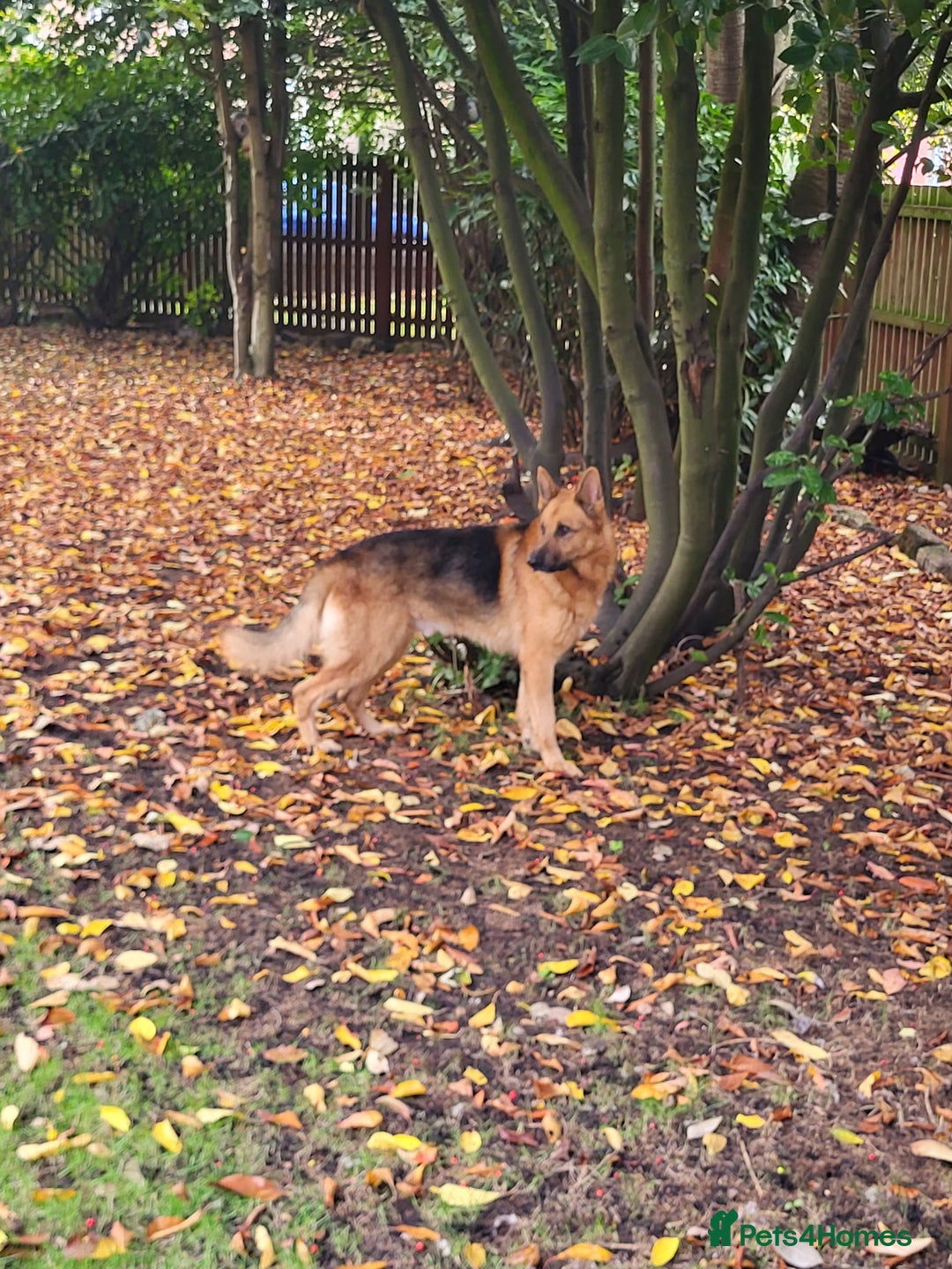 German Shepherd dogs for sale: German Shepherd puppy for sale - Image 23