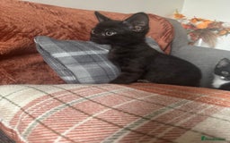 Bengal cats for sale: Beautiful kittens  - Image 4