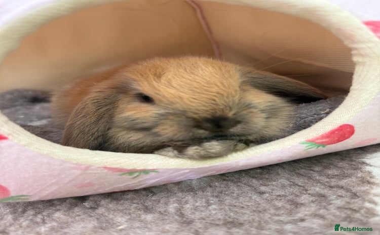 Mini Lop rabbits - Advert 5