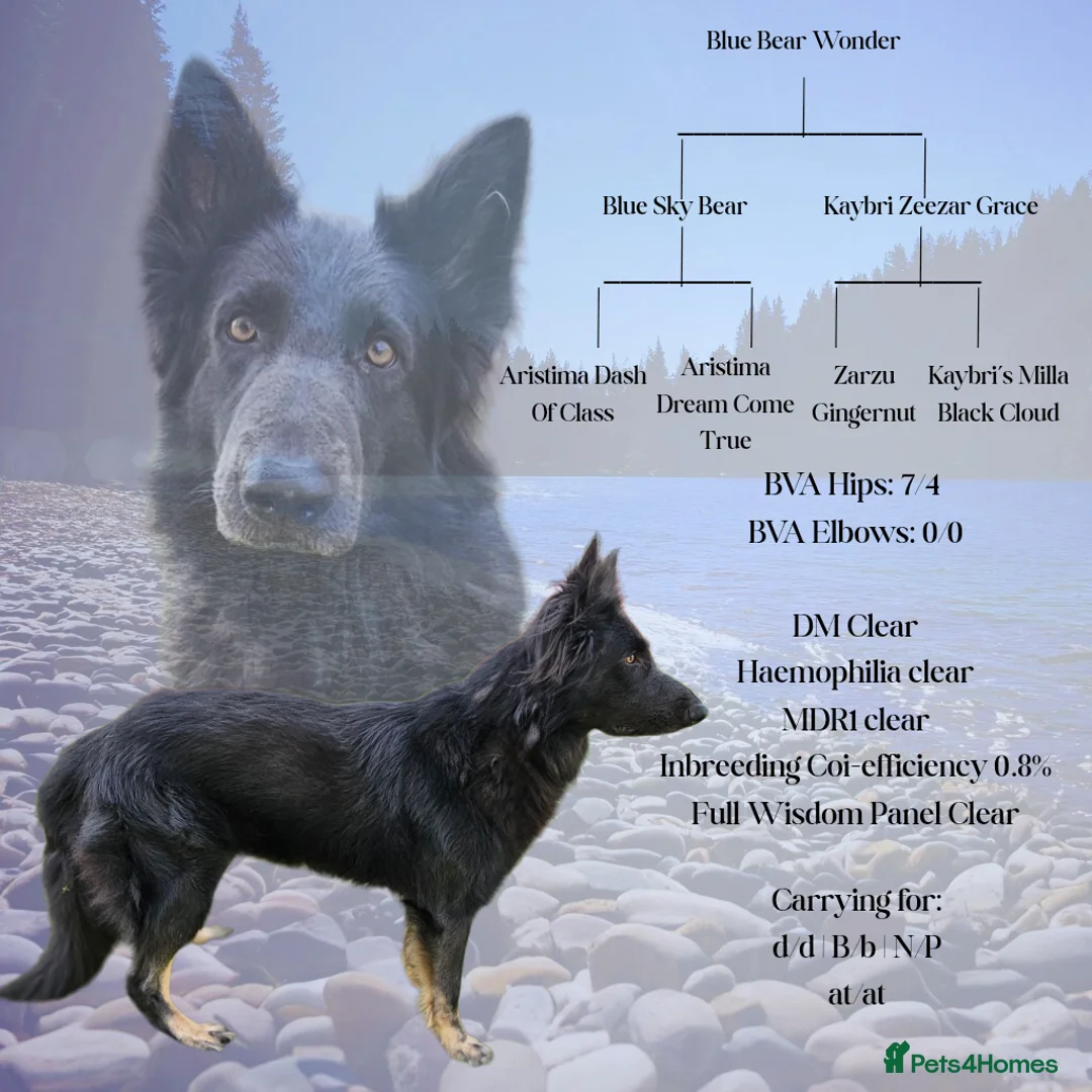 German Shepherd dogs for stud: PROVEN KC REG STRAIGHT BACK BLUE BICOLOUR in Redditch - Advert 1