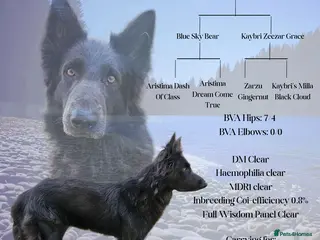 German Shepherd dogs PROVEN KC REG STRAIGHT BACK BLUE BICOLOUR in Redditch - Advert 1