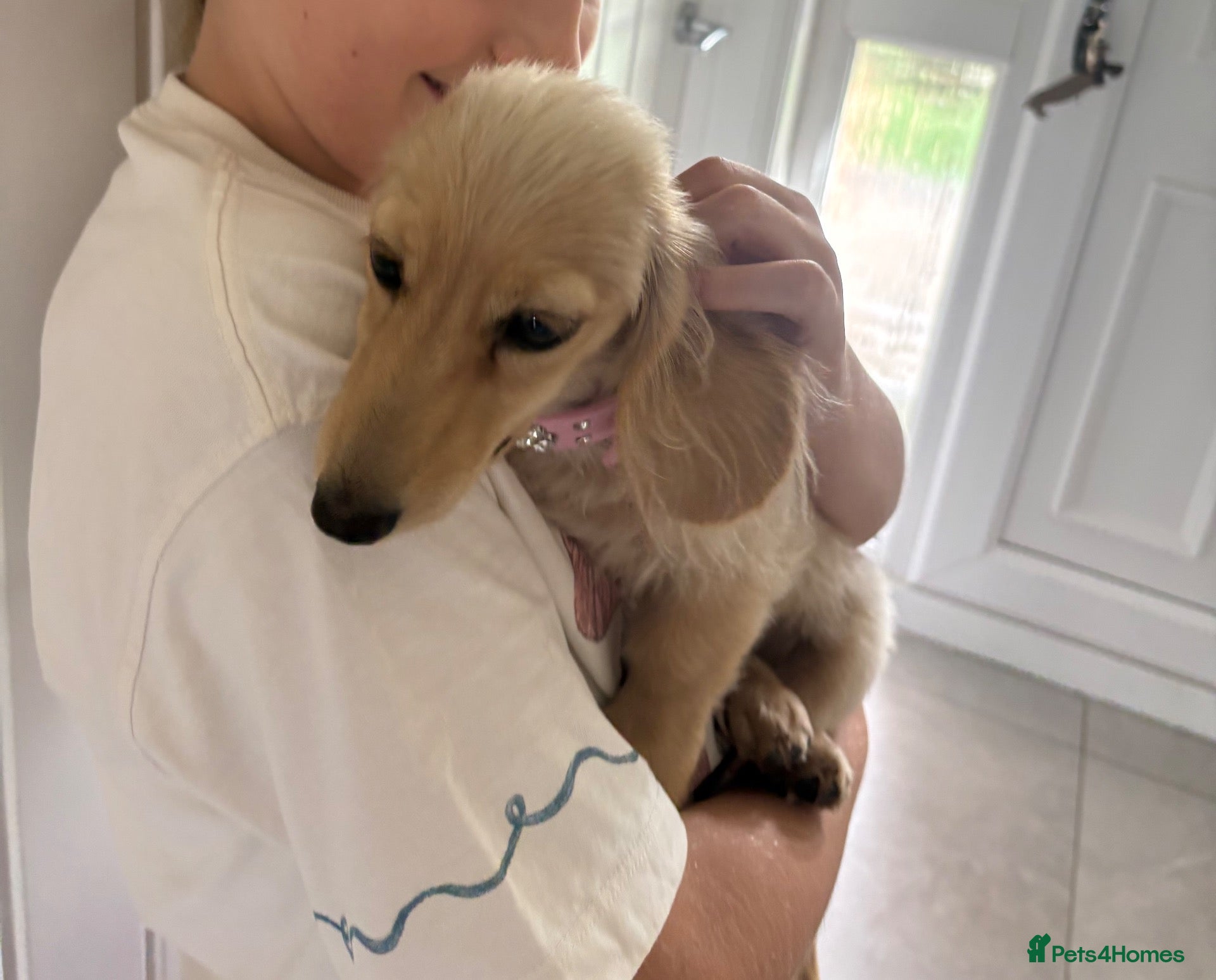 Miniature Dachshund dogs English Cream longhaired female mini dachshund pup - Advert 2