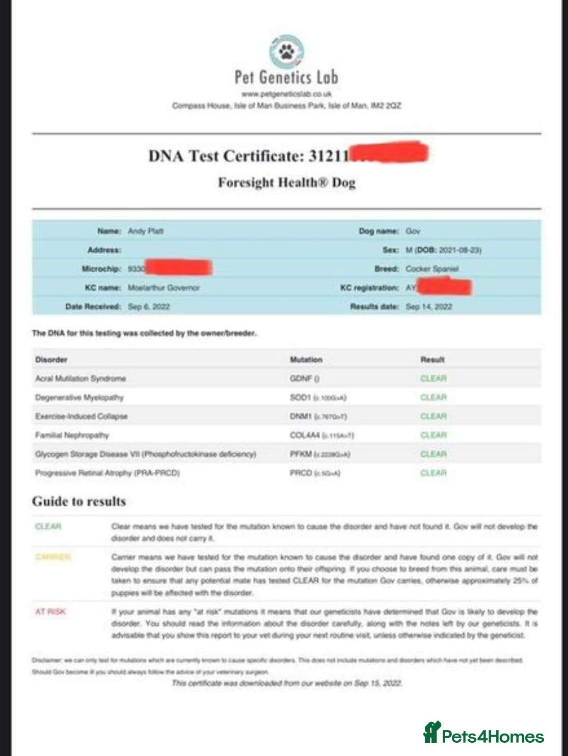 Cocker Spaniel dogs for stud: Gov - Fully Health Tested WCS Stud - Advert 8