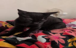 British Shorthair cats for sale: Male and Female Kittens needing forever home  - Image 8