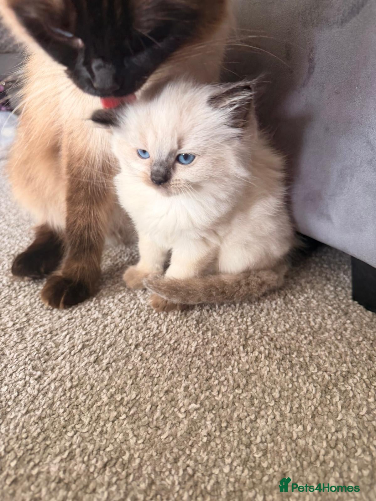 Ragdoll cats 2 adorable female sealpoint kittens - Advert 12