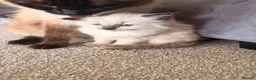 Ragdoll cats for sale: 2 adorable female sealpoint kittens - Advert 1