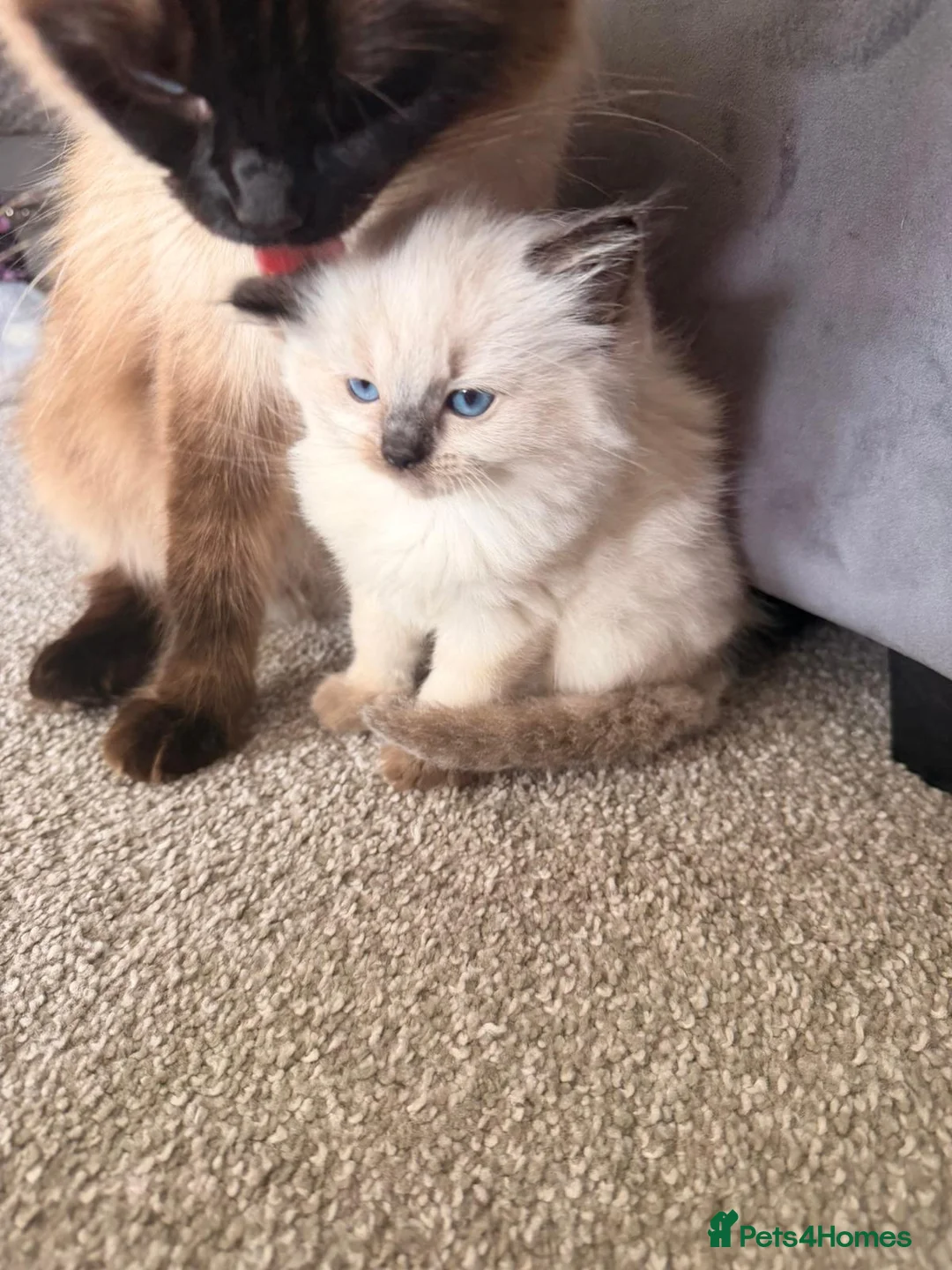 Ragdoll cats for sale: 2 adorable female sealpoint kittens - Advert 1