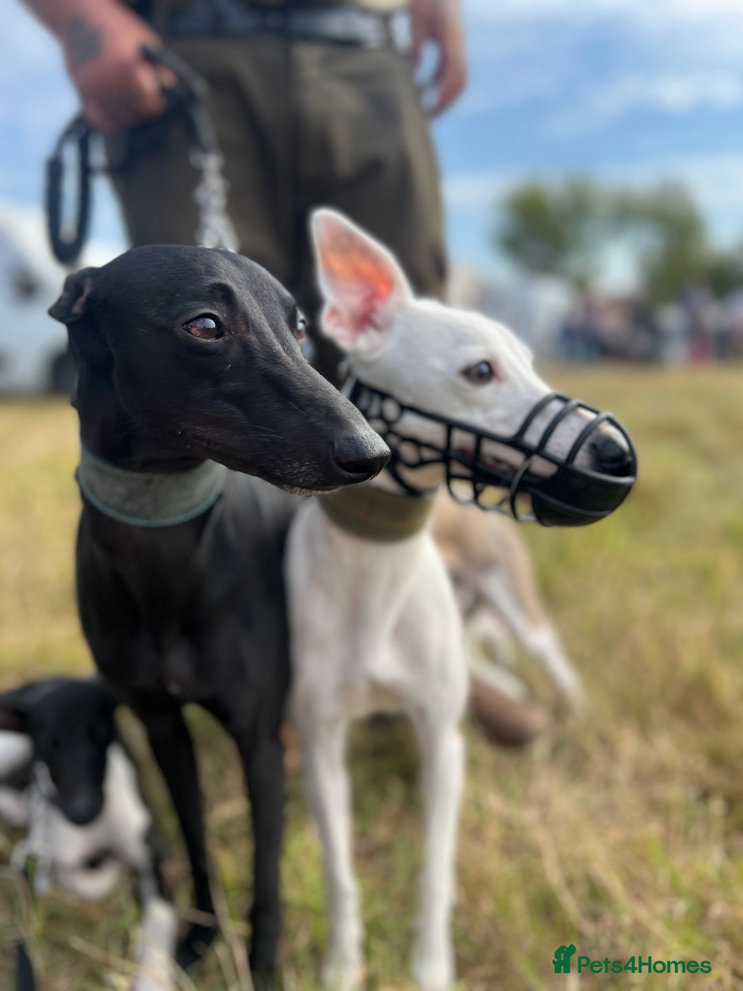 Whippet dogs for sale: Whippet Pups For Sale - Image 9