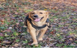 Golden Retriever dogs for sale: ✨ Golden Retriever Puppies Due 1st December ✨ - Image 2