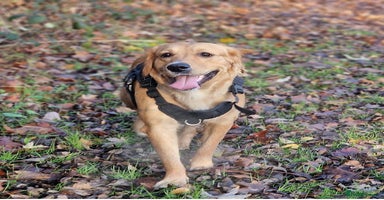 Golden Retriever dogs - Advert 4