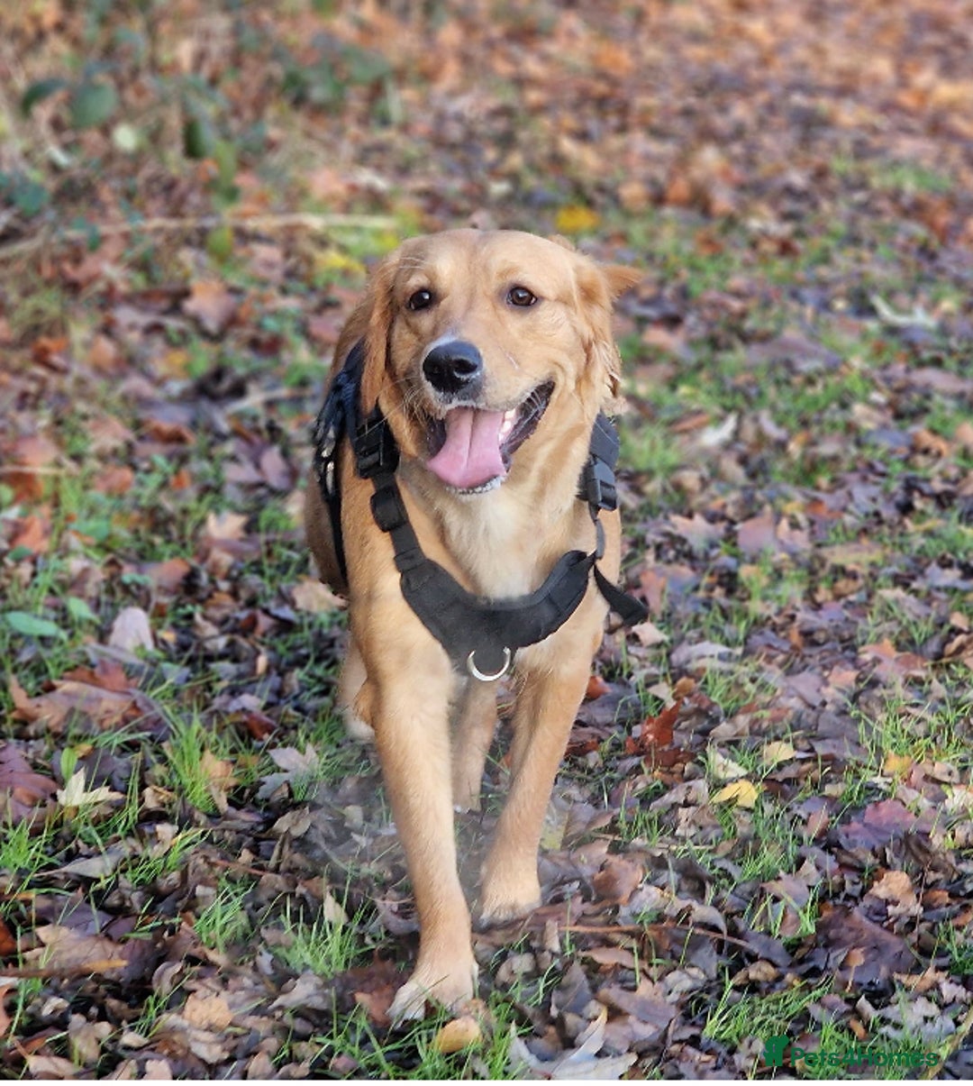 Golden Retriever dogs for sale: ✨ Golden Retriever Puppies Due 1st December ✨ - Image 2