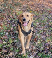 Golden Retriever dogs - Advert 4