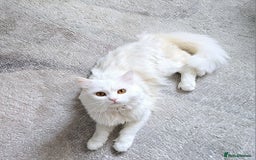 Siberian cats for stud: Pure white Siberian for stud - Image 6