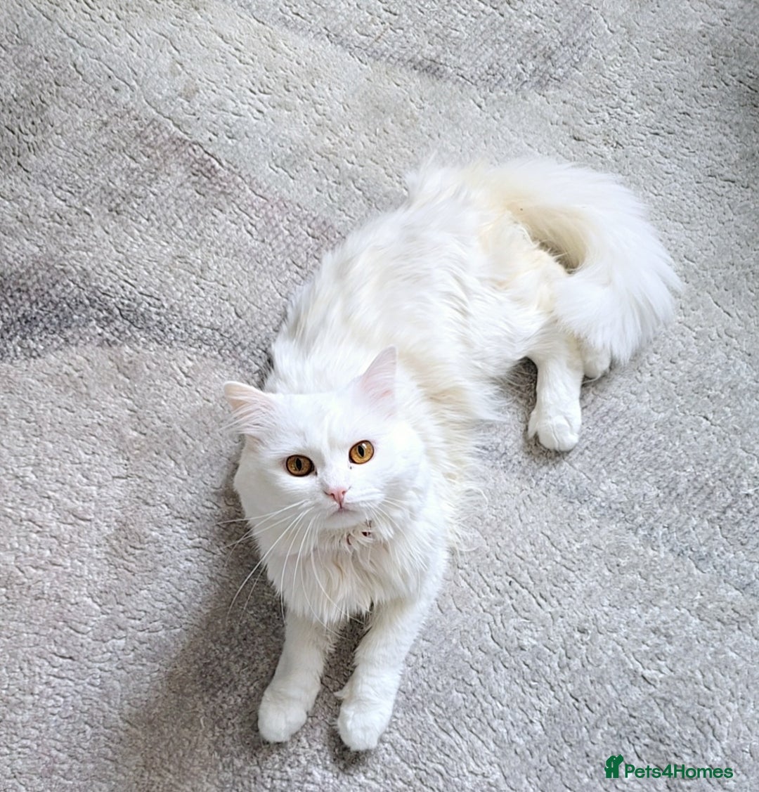 Siberian cats for stud: Pure white Siberian for stud - Image 6