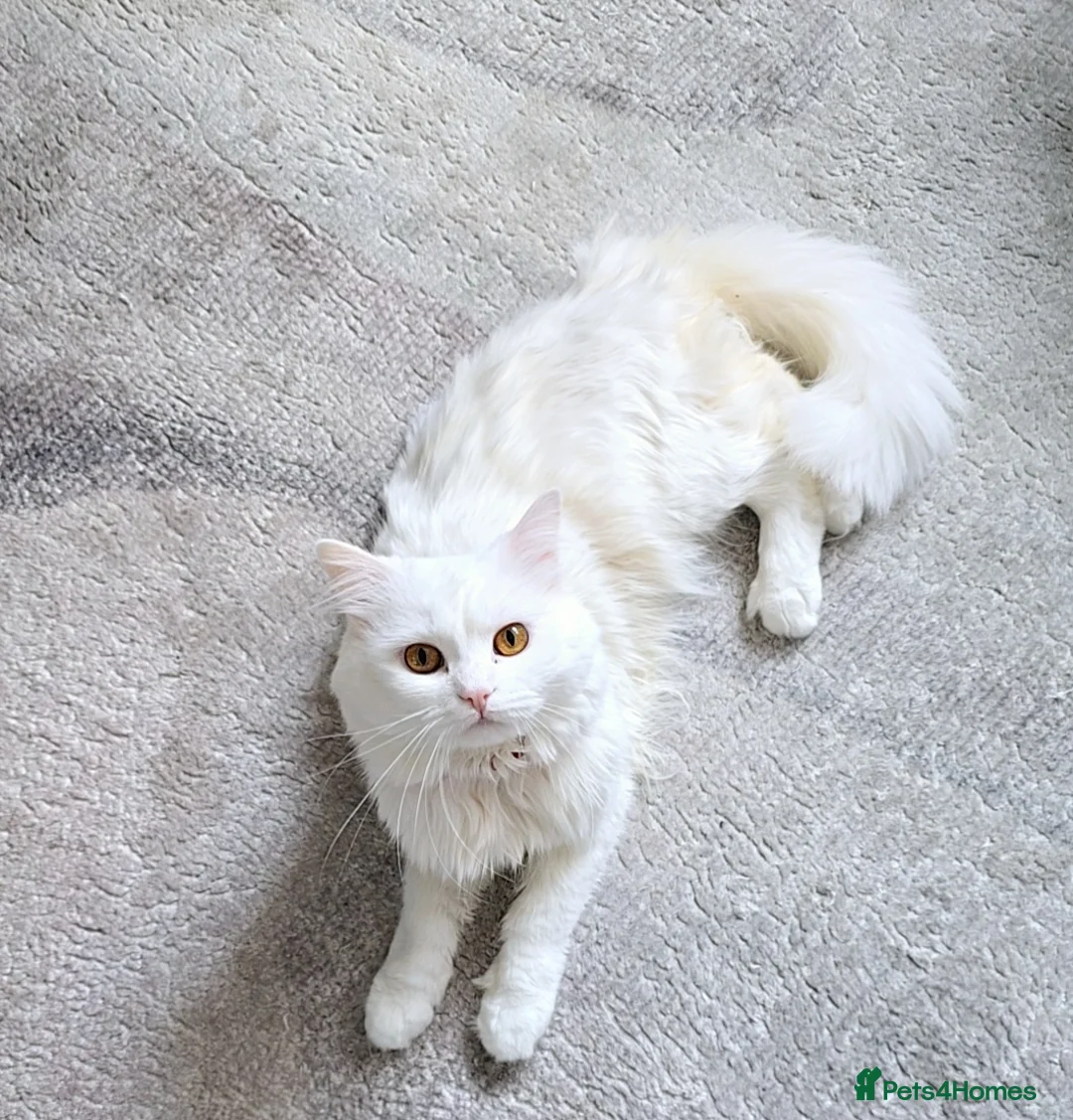 Siberian cats for stud: Pure white Siberian for stud - Advert 6