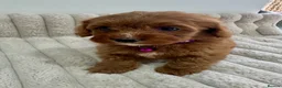 Cockapoo dogs for sale: Deep Red Cockapoo Puppies - Advert 7