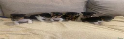 Jack Russell dogs for sale: Gorgeous Miniature Jack Russell puppies  - Advert 7