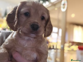 Cocker Spaniel dogs Beautiful cocker spaniel puppies - Advert 1