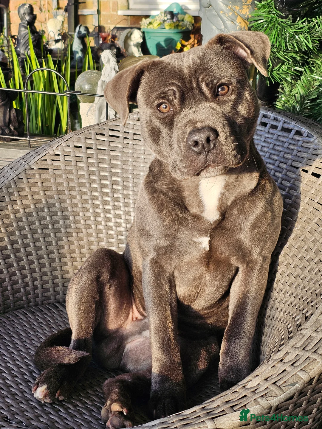 Staffordshire Bull Terrier dogs for sale: Staffy - Advert 1