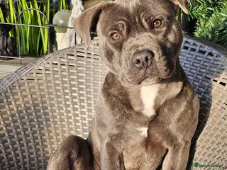 Staffordshire Bull Terrier dogs Staffy - Advert 1