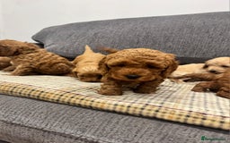 Cockapoo dogs for sale: BEAUTIFUL F1B COCKAPOO PUPS - Image 9