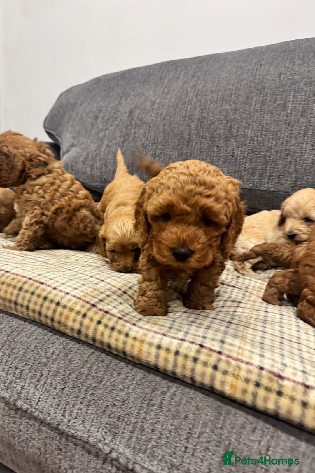 Cockapoo dogs for sale: BEAUTIFUL F1B COCKAPOO PUPS - Image 9
