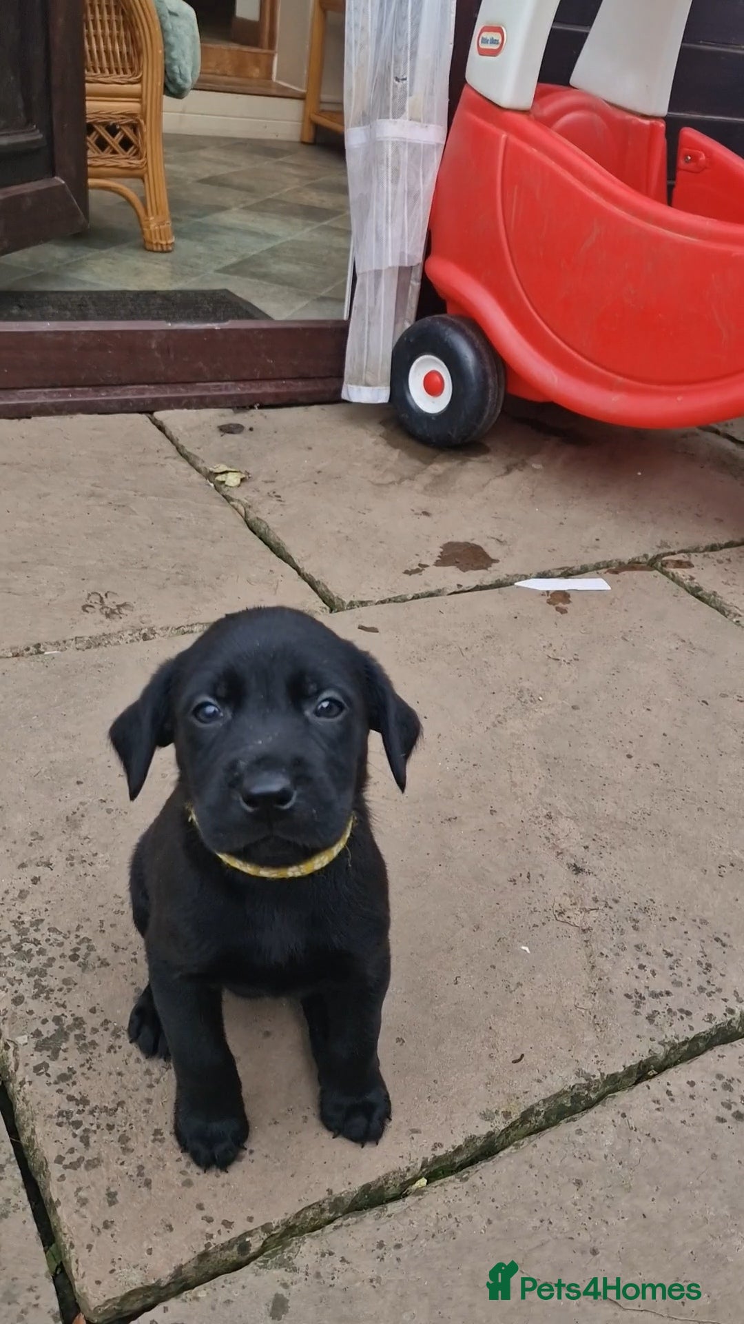 Labrador Retriever dogs for sale: **PEDIGREE, KC REGISTERED AND HIP SCORED** - Image 33