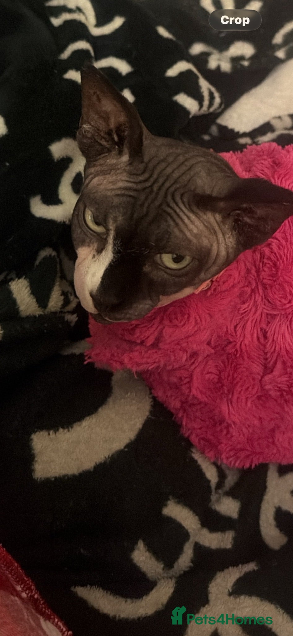 Sphynx cats Sphynx donskoy - Advert 18