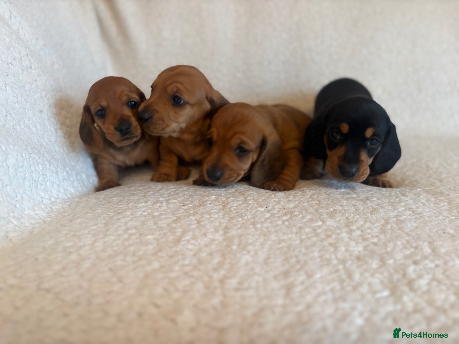 Miniature Dachshund dogs for sale: Litter of shaded red miniature Daschunds  - Advert 1