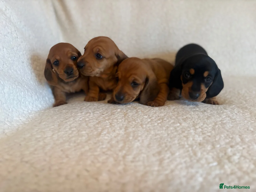 Miniature Dachshund dogs for sale: Litter of shaded red miniature Daschunds  - Advert 1