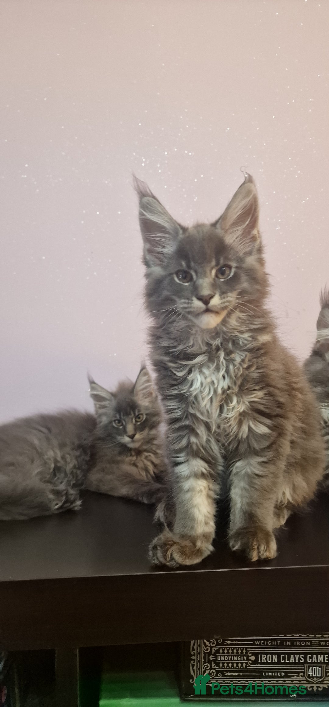 Maine Coon cats for sale: 🐾 Three Majestic Pedigree Maine Coon Kittens! 🏡 - Advert 7