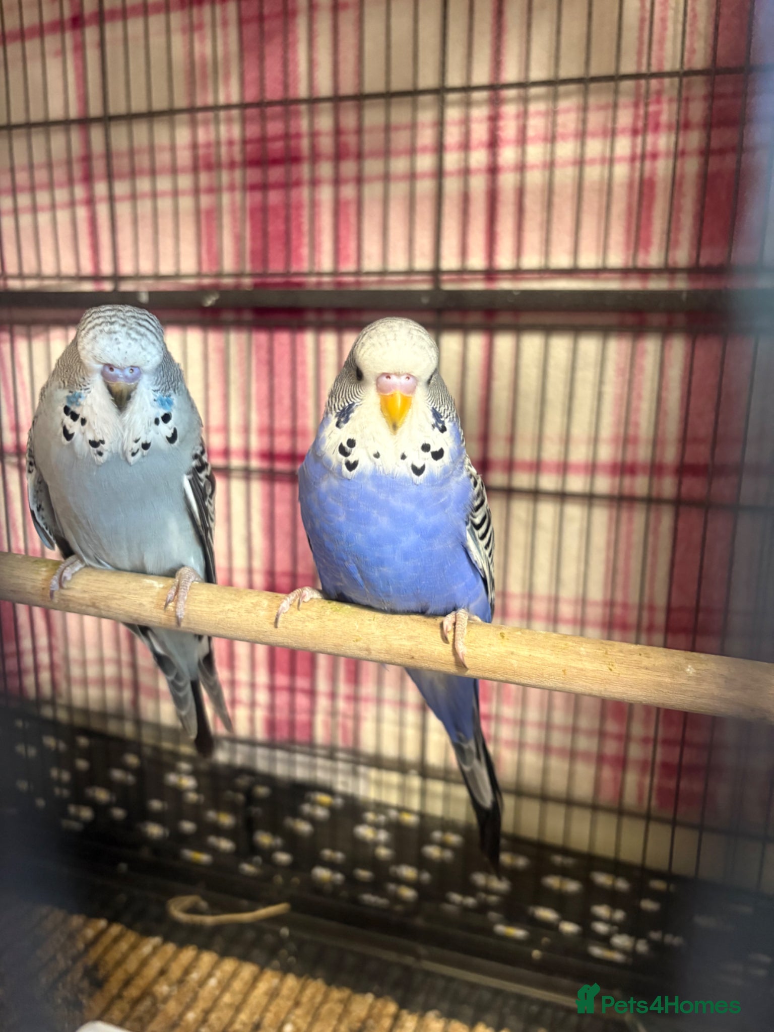 Budgerigars birds Baby Budgies’s for sale  - Advert 2