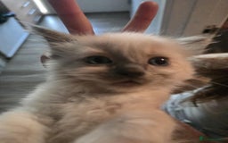 Ragdoll cats for sale: Ragdoll Kittens - Image 16