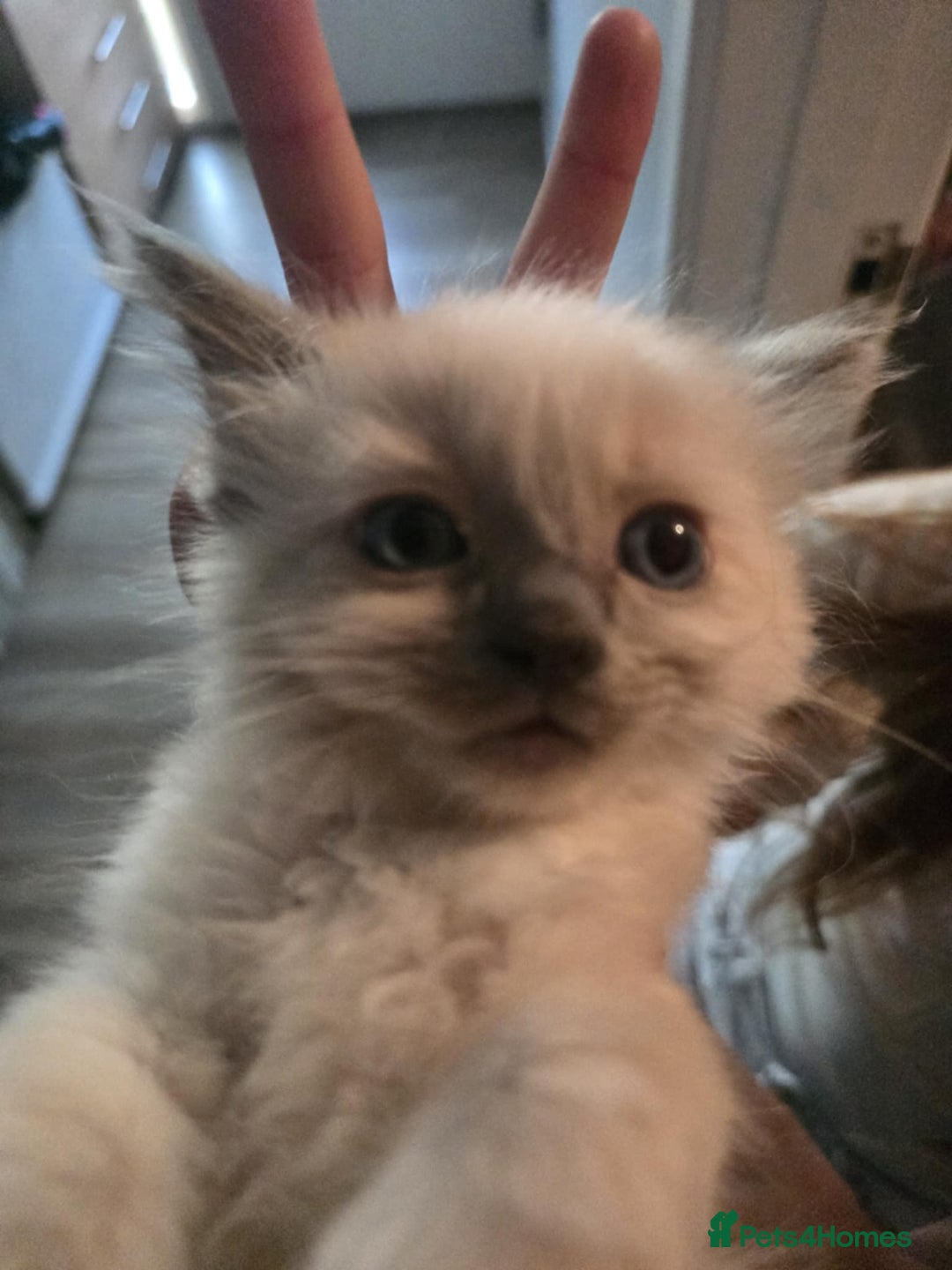 Ragdoll cats for sale: Ragdoll Kittens - Image 16