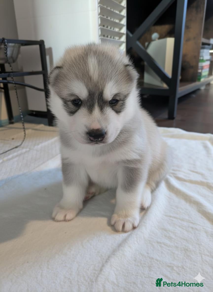 Siberian Husky dogs Stunning Rare colured,Blue-Eyed Husky Pups - Advert 18