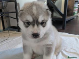 Siberian Husky dogs Stunning Rare colured,Blue-Eyed Husky Pups - Advert 11