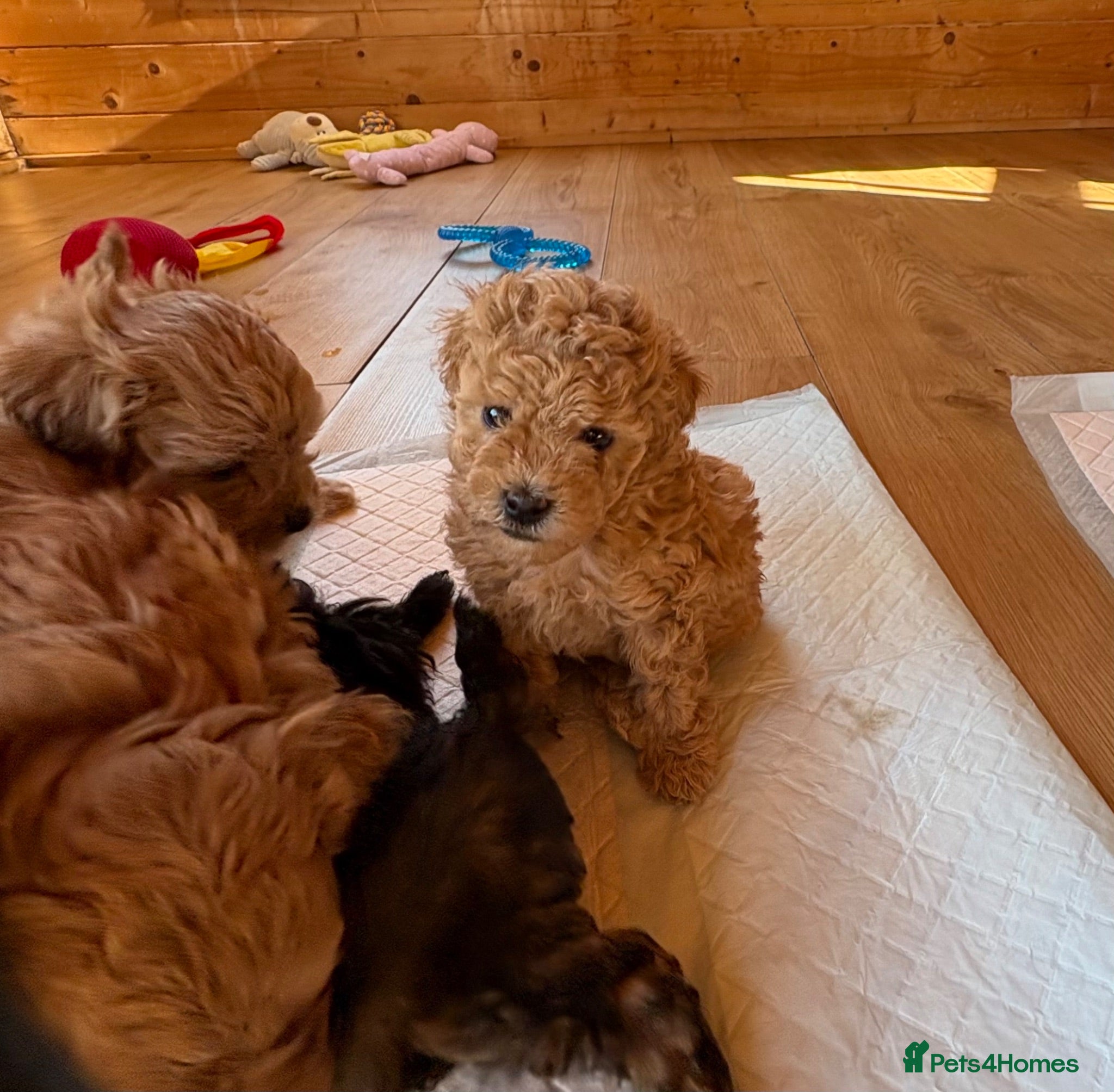 Shihpoo dogs  Shihpoo  (Shoodles) puppies for sale  - Advert 1