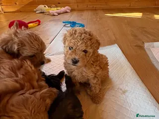 Shihpoo dogs Shihpoo (Shoodles) puppies for sale - Advert 1